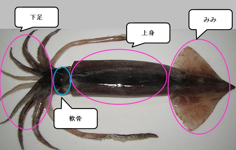 ５５期生通信: 理科冬休みの課題から⑧