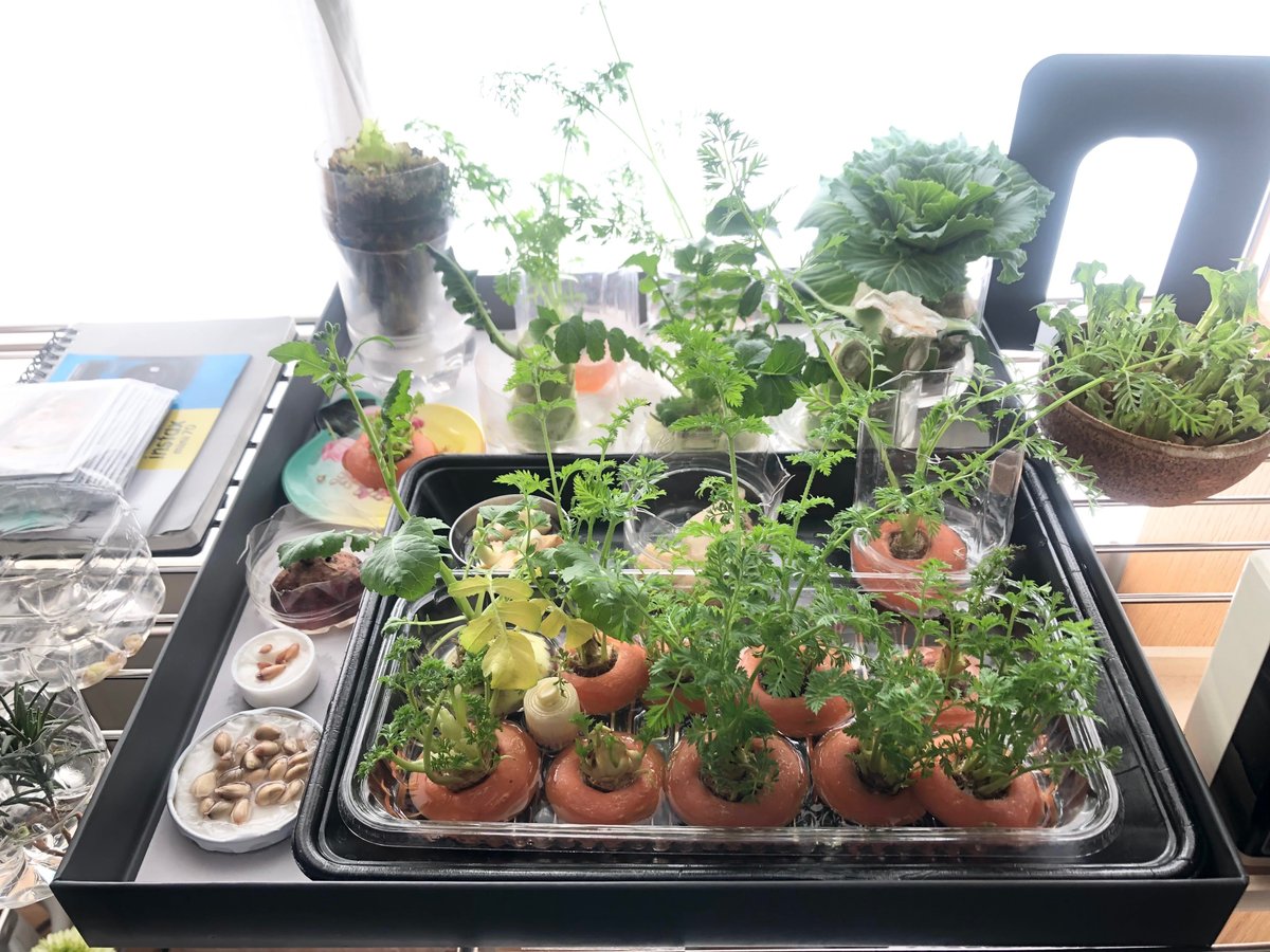 🌱 「リボベジ」チャレンジ⚡ ”もっと気軽に栽培を楽しんでいただきたい！” 今回は捨てられる人参を使ったリボベジをご紹介！ ˗ˏˋ リボベジとはˎˊ˗「リボベジ」とは「リボーンベジタブル」の略で 野菜の根っこやヘタなど、調理の時に捨ててしまう部分を水に浸けて再び