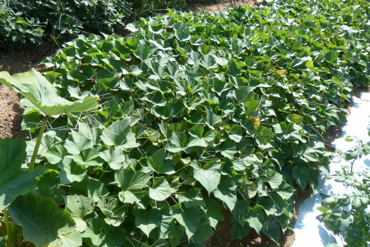 さつまいも栽培の手引き 植え付け時期から収穫までvalor-navi バローナビ