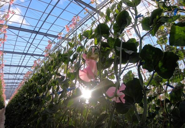 スイートピー淡ピンクコーラルピンクハナイチ花と植物、資材の仕入れサイト