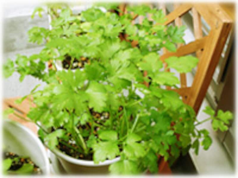 ピュアリバーベジ Pure River Vegeチャービル