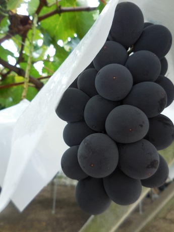 ぶどうの皮“簡単キレイに”むく方法 コツは“ある液体”につけてから!? スーパーJチャンネル2024年8月12日- YouTube