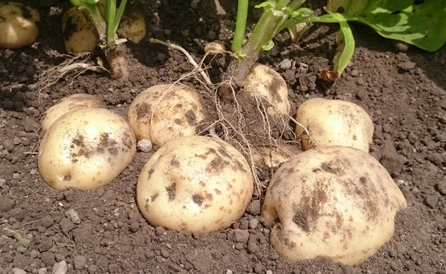 じゃがいも入門！ 自分でじゃがいもを育ててみよう！GardenStoryガーデンストーリー