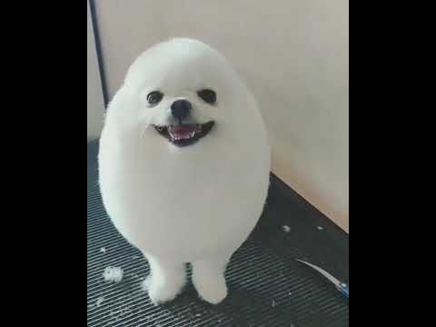 わたあめカット ビションフリーゼTikTok