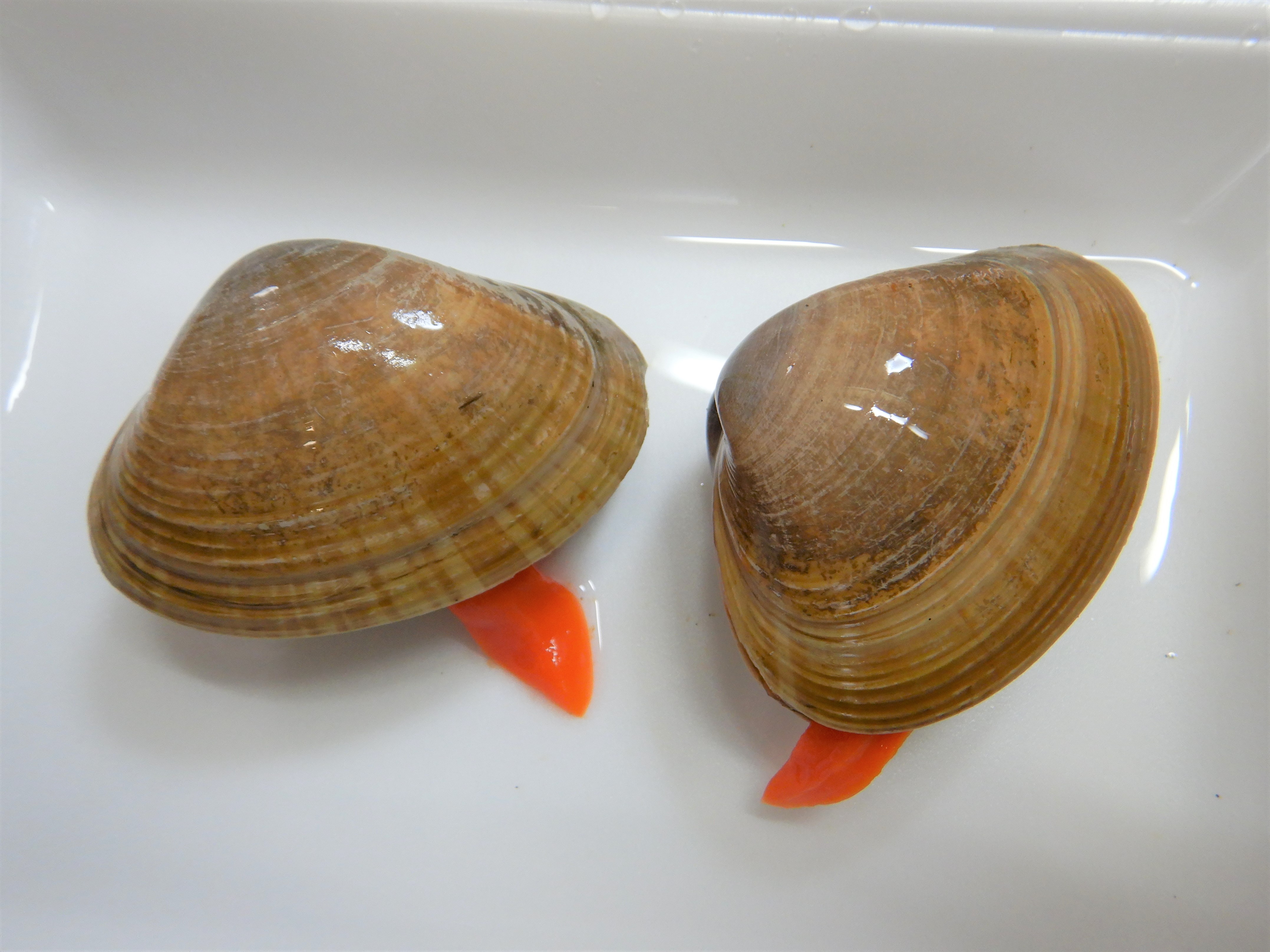 アサリ」と「ハマグリ」の違いは?1分で読める!!違いは?