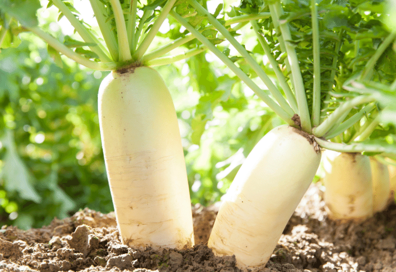 ダイコンの収穫時期ダイコン栽培.com