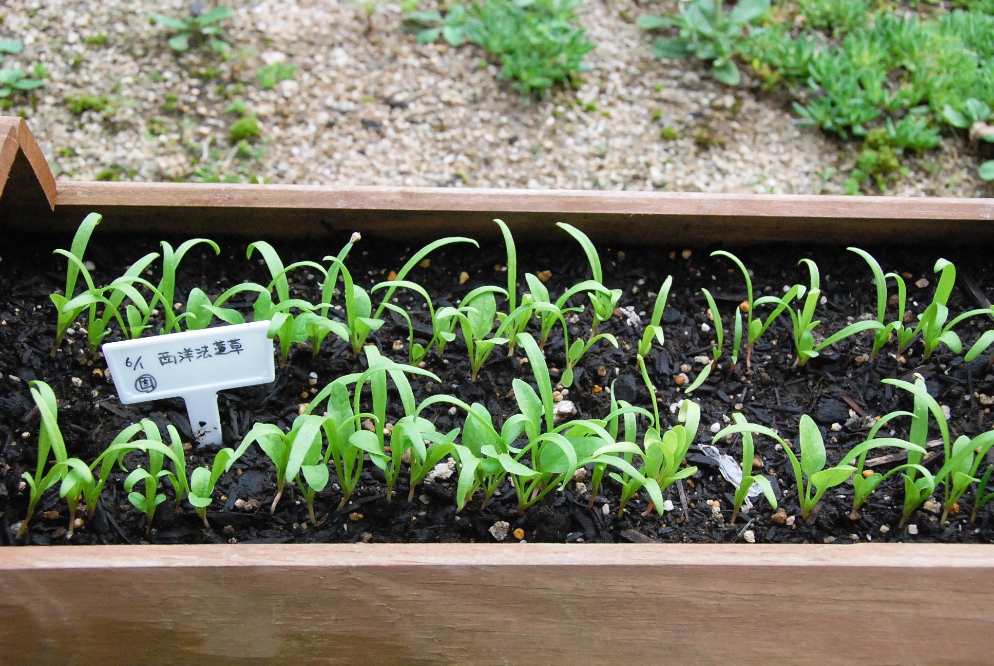 朝霧ほうれん草の通販 苗木部 By 花ひろばオンライン