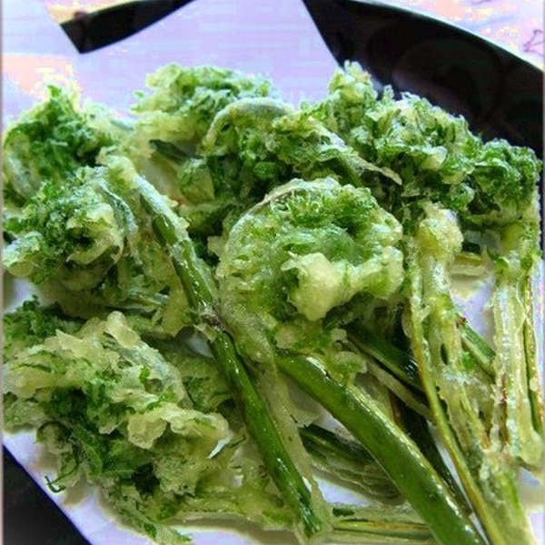 こごみ の天ぷらの作り方を紹介！気になる味やカロリーは？食・料理オリーブオイルをひとまわし