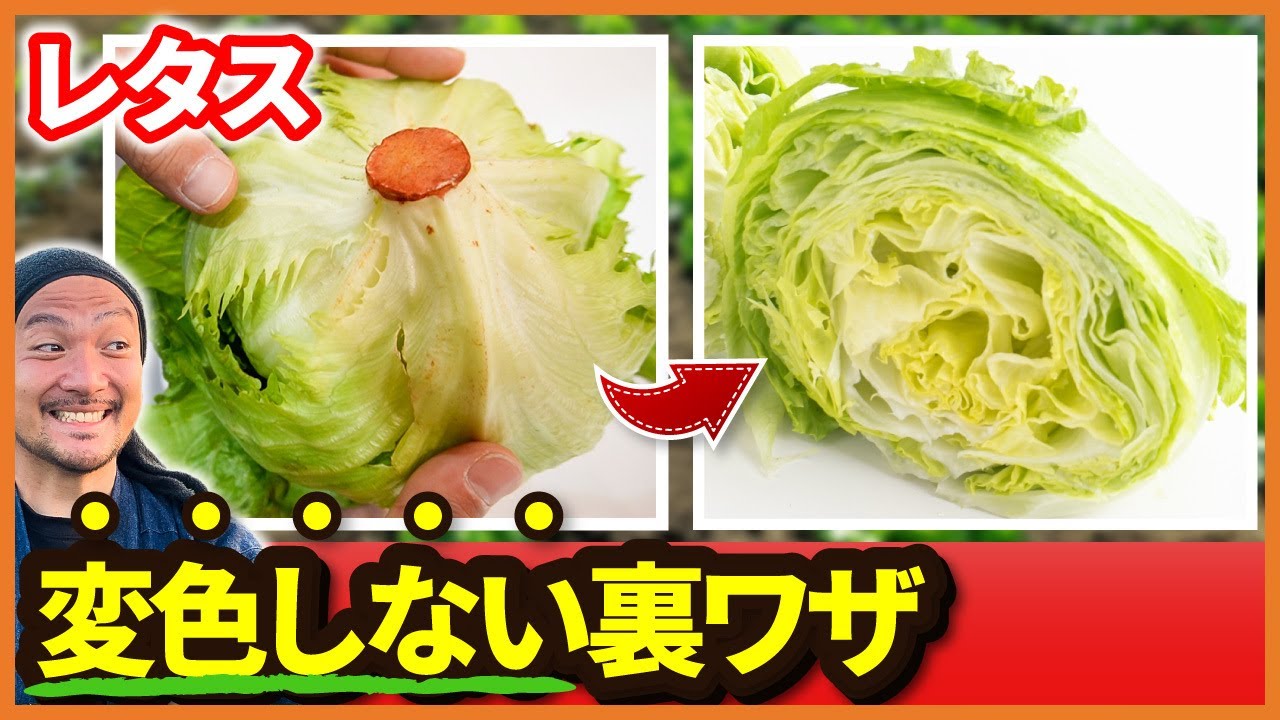 レタスの保存と変色防止♪まめさんち