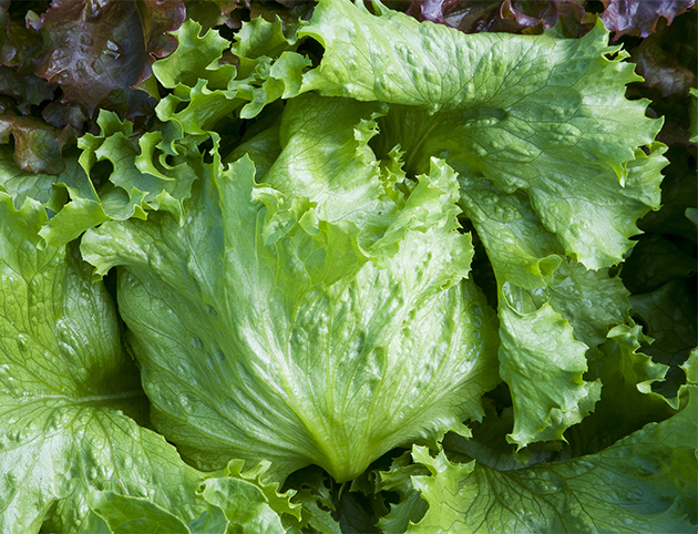昨年秋蒔きのサニーレタス収穫中とう立ち開花自由人の旅