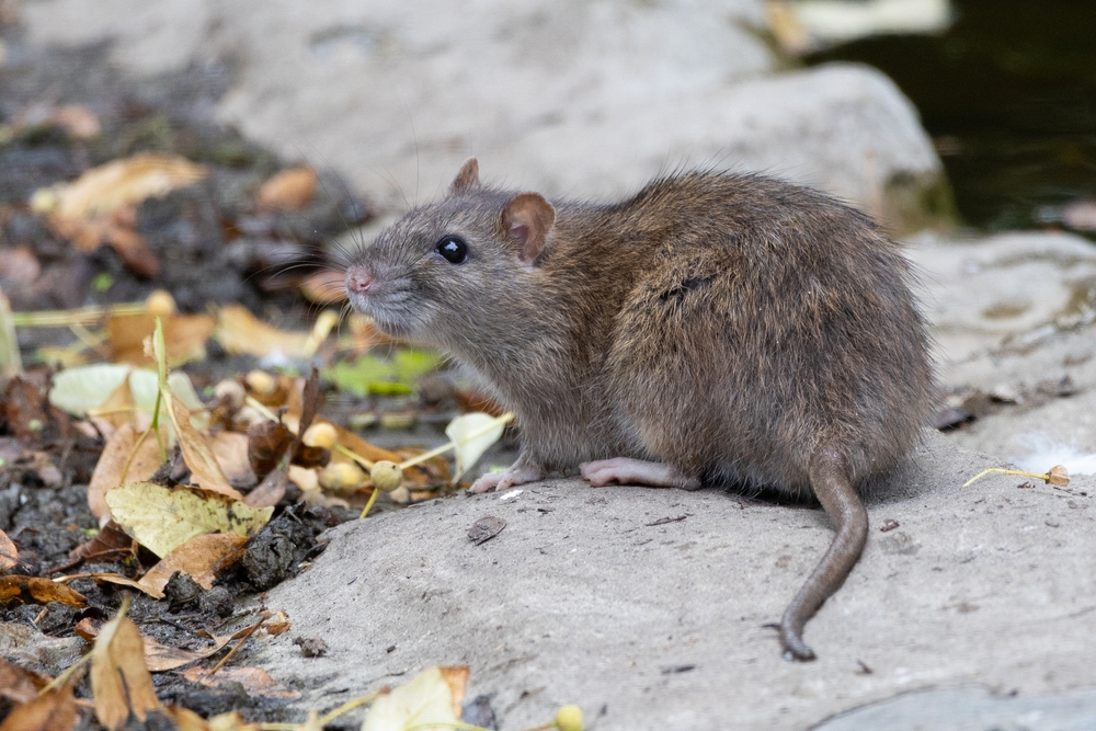 防鼠ケーブル スパイラルチューブ テープ 平河ヒューテック株式会社 のカタログ無料ダウンロードApérza Catalog アペルザカタログものづくり産業向けカタログサイト