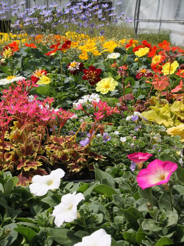 産地直送の花 花農家直送 お花と観葉植物のオンライン宅配ショップ – LIFFT