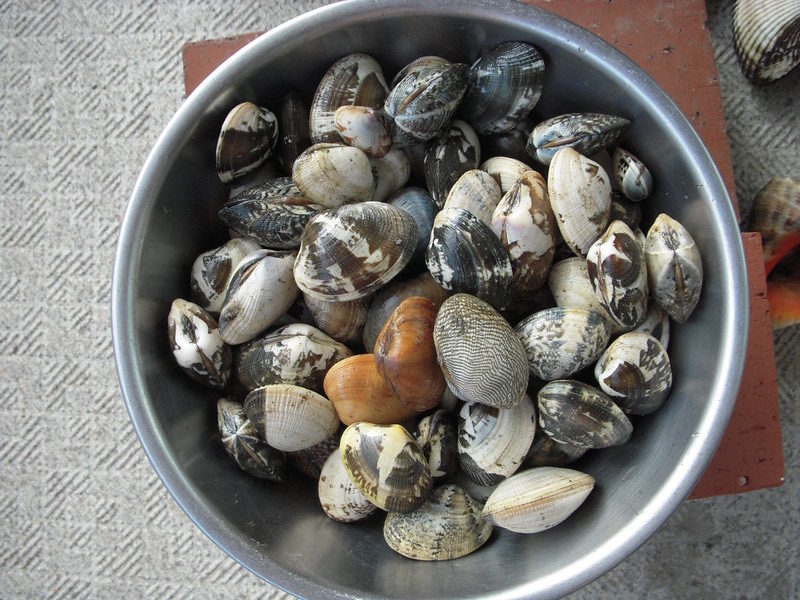 楽天スーパーセール SALE 割引 クーポン 配布 お一人様２つまで 小さな貝殻 Nature Shellヒトデ 二枚貝 巻貝可愛く貝殻を飾っちゃおう♪貝殻 デコパーツ ヒトデ 巻貝 レジン用品 簡単 手芸 ハンドメイド かわいい 二枚貝 レシピ 大人 きれい 手作り