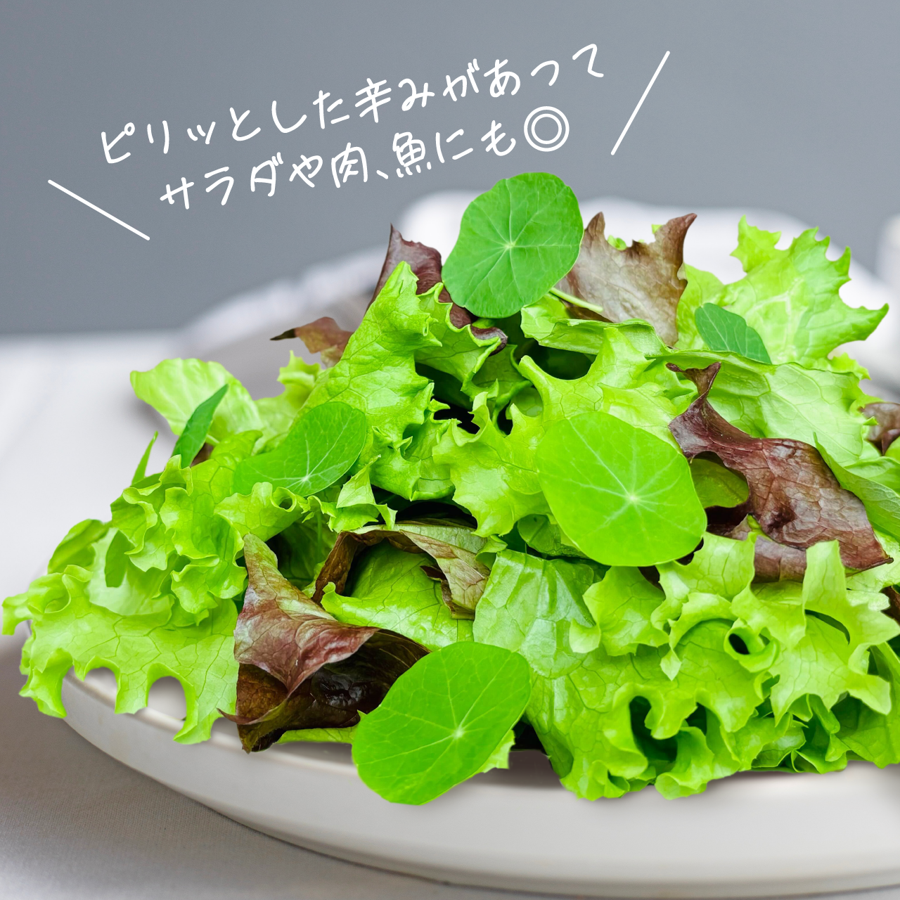 ナスタチウム キンレンカ の育て方・栽培方法LOVEGREEN ラブグリーン