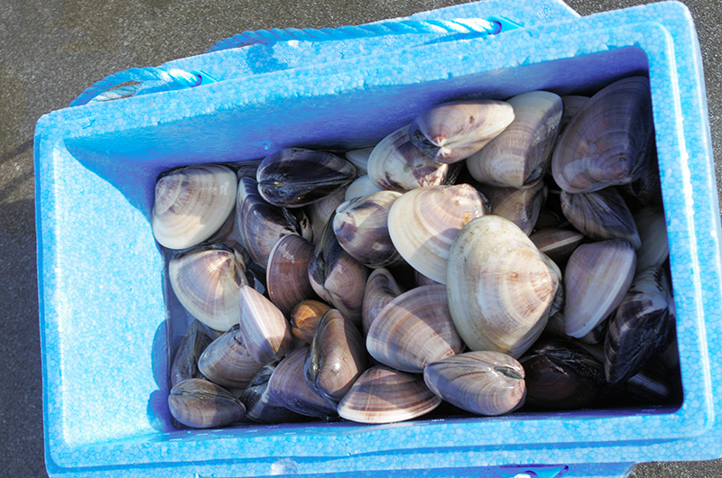 楽天市場冷凍 千葉県産 本はまぐり 900g300g×3パック: World Fish Market TOS-WAY