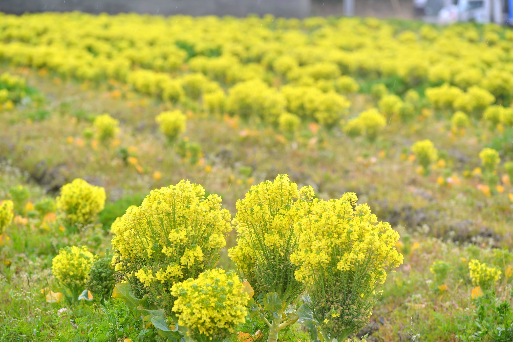 ブロッコリーに花が咲いたジッチのミニ菜園