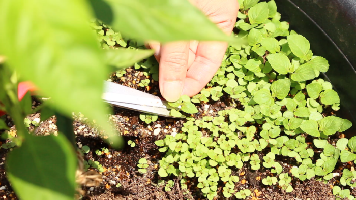 簡単レシピ『大葉 青紫蘇の醤油漬け』と応用の仕方