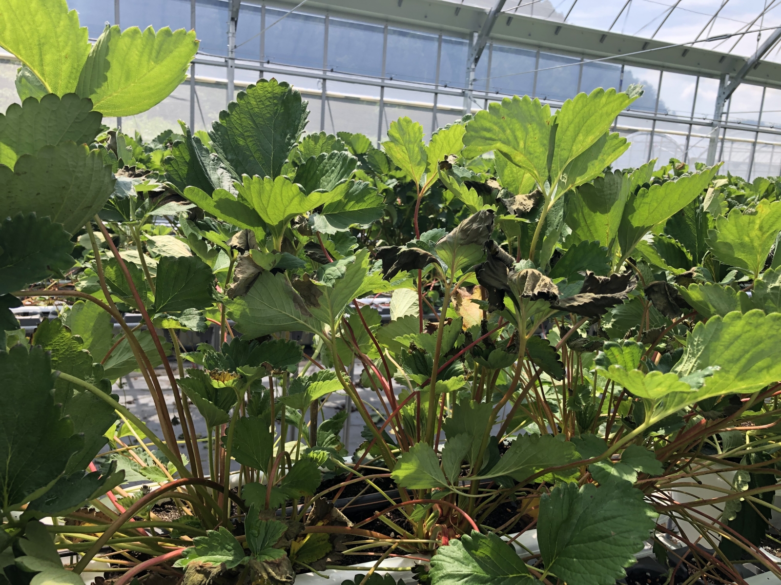 いちご炭疽病おすすめ農薬！予防や治療に効く殺菌剤 育苗の炭そ病株式会社イチゴテック