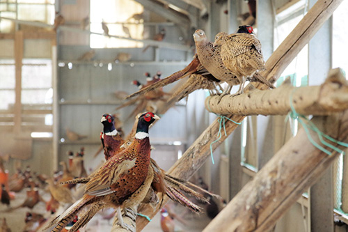 狩猟したキジとカラスを食べ比べる