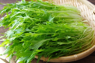 初心者さんにおすすめの春夏野菜10選！家庭菜園を楽しもう