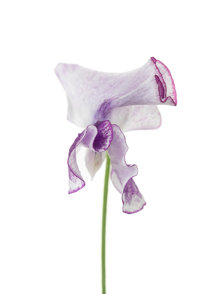 春の甘い香り！スイートピーの生け方のコツLOVEGREEN ラブグリーン