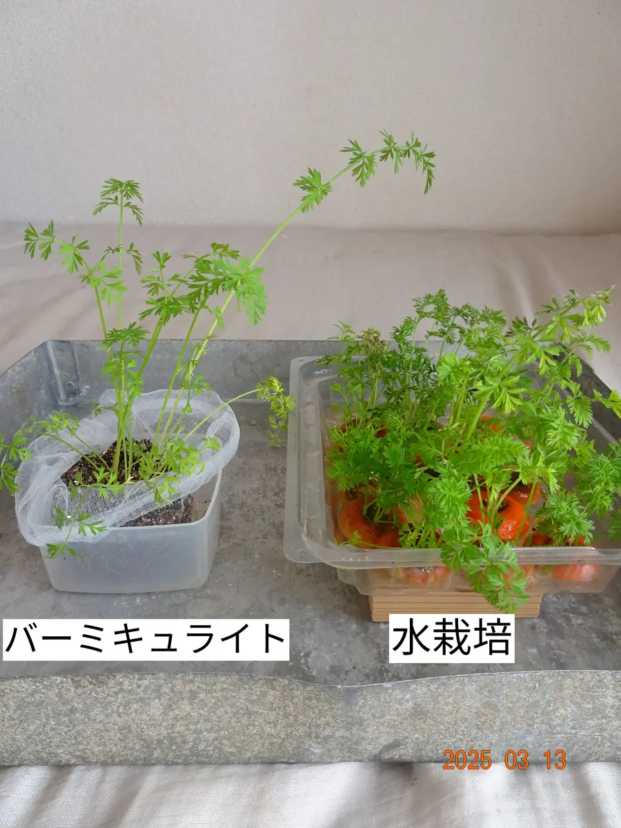 再生野菜「リボべジ」でグリーンを楽しもう野菜の切れ端で水耕栽培切るを楽しむアルスコーポレーション株式会社