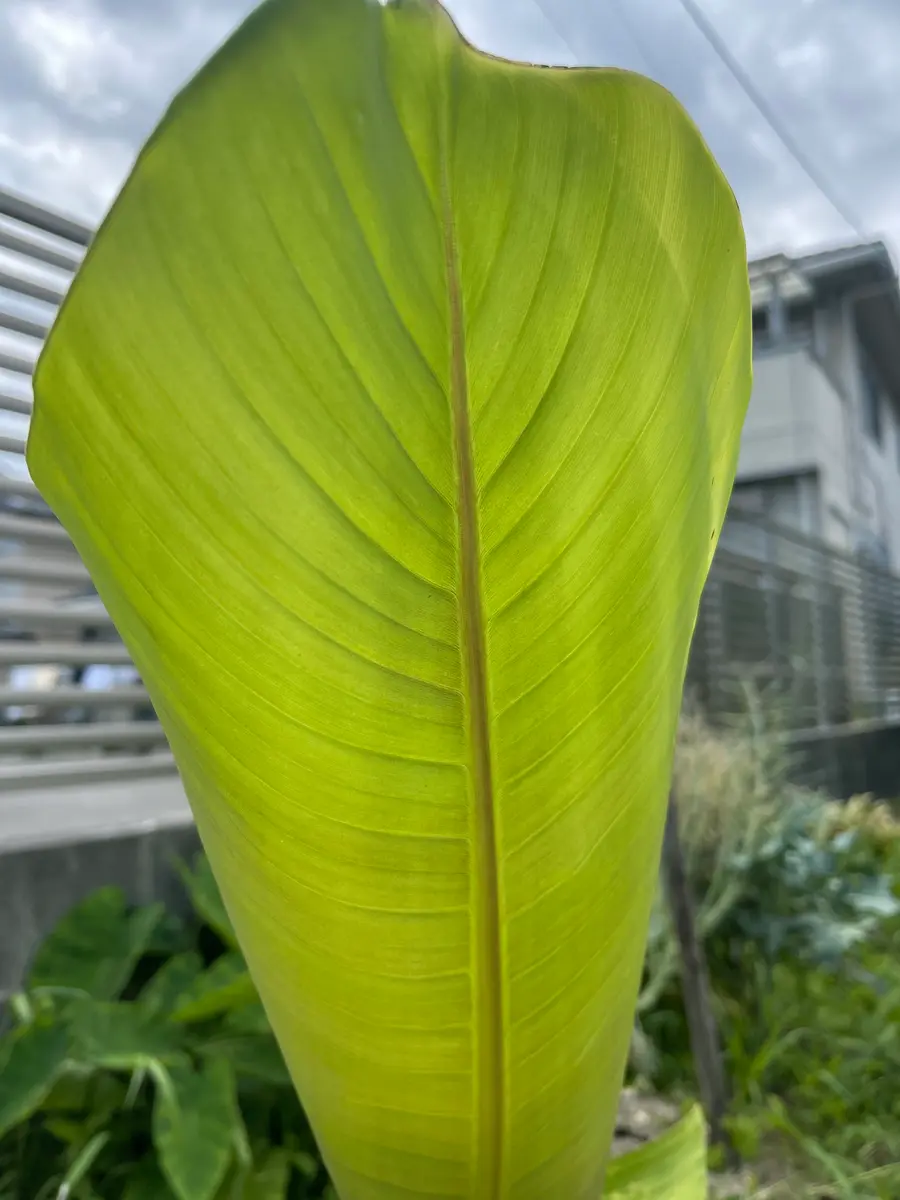 バナナそっくりの木「芭蕉」実は食べられないってご存知？ 季節・暮らしの話題 2018年09月03日- 日本気象協会 tenki.jp