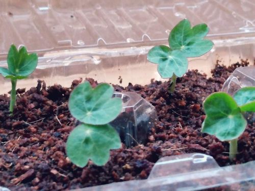 ナスタチウム キンレンカ の育て方・栽培方法LOVEGREEN ラブグリーン