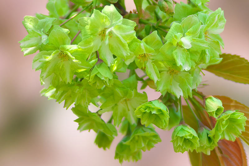 小田原市広報小田原アーカイブ 令和2年4月1日発行
