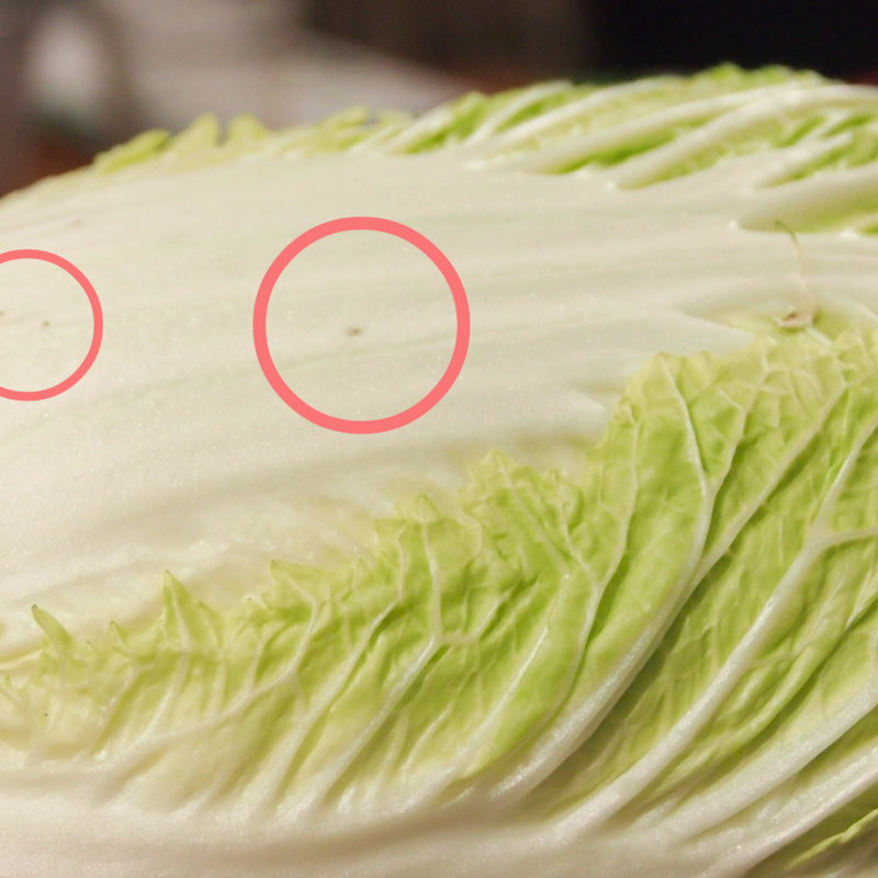 豊作なのに1玉800円 白菜がキャベツ超え なぜ高騰