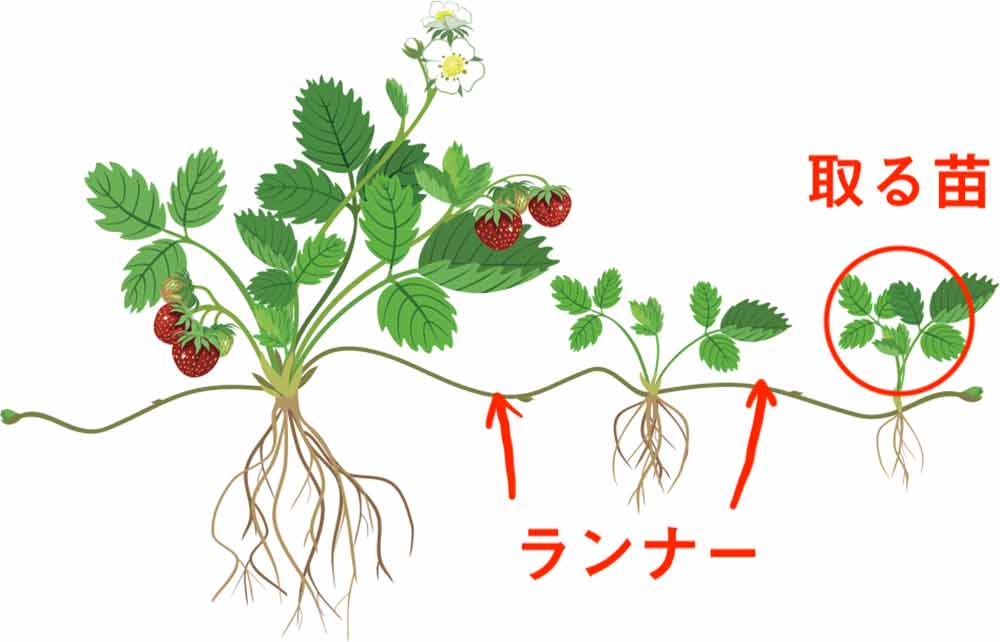 イチゴの苗を定植しました。ポイントはランナーとクラウン。レンタル畑で野菜づくり！～週末農業体験～