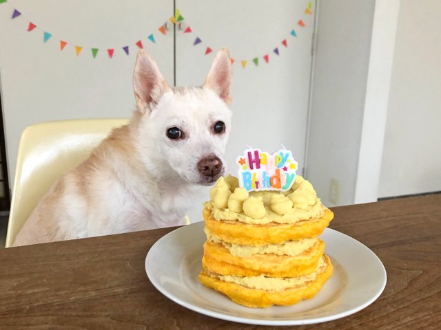 犬用手作りケーキ 誕生日にもおすすめな簡単レシピ9選 - DOGOHマガジン