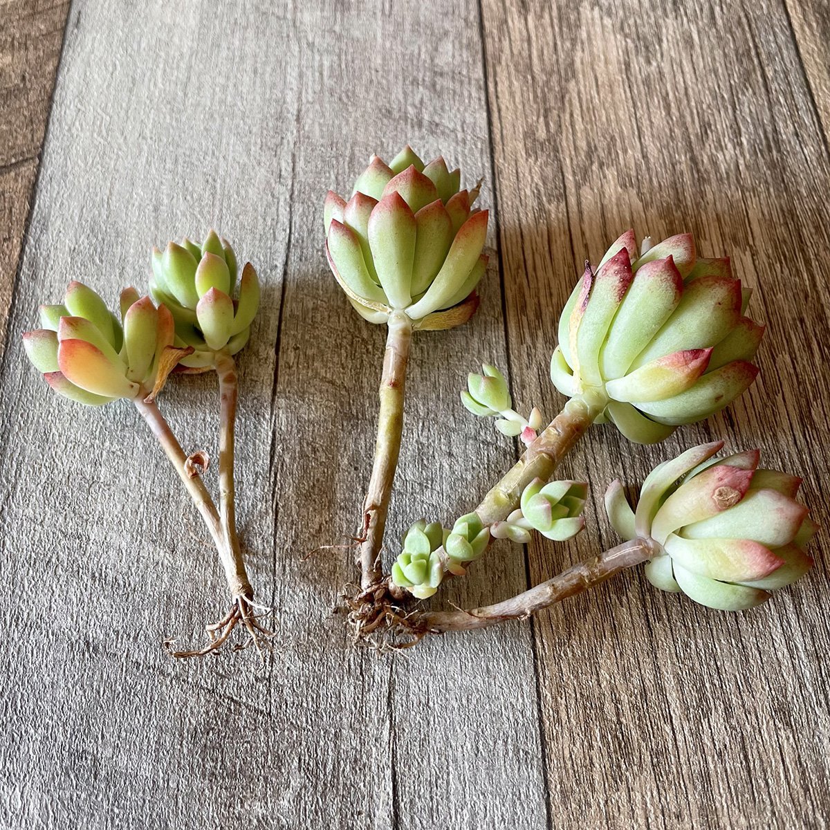 専用‼︎多肉植物^o^ モリモリ❣️マッコス