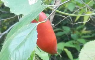 サバイバル節約術