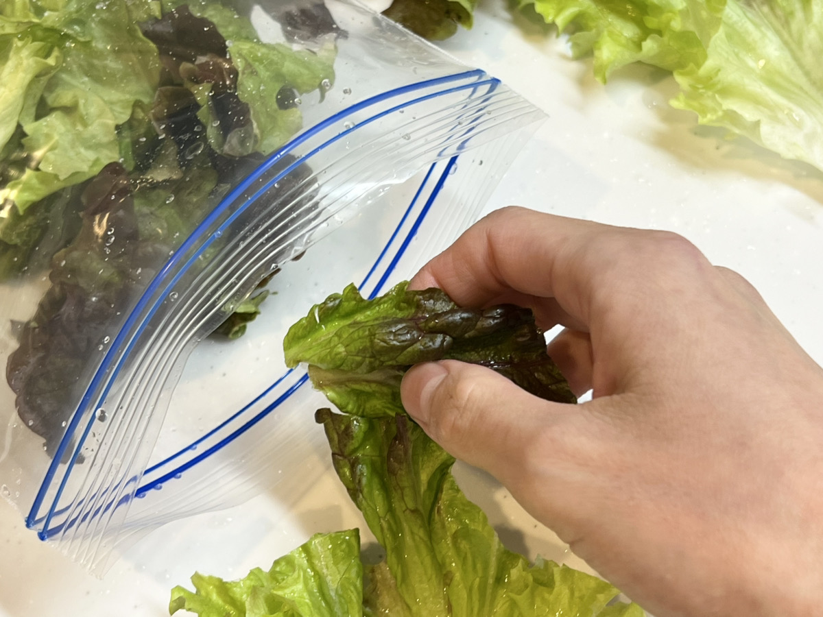 冷蔵・冷凍・カット レタスの上手な保存方法を徹底紹介 - Yahoo! JAPAN