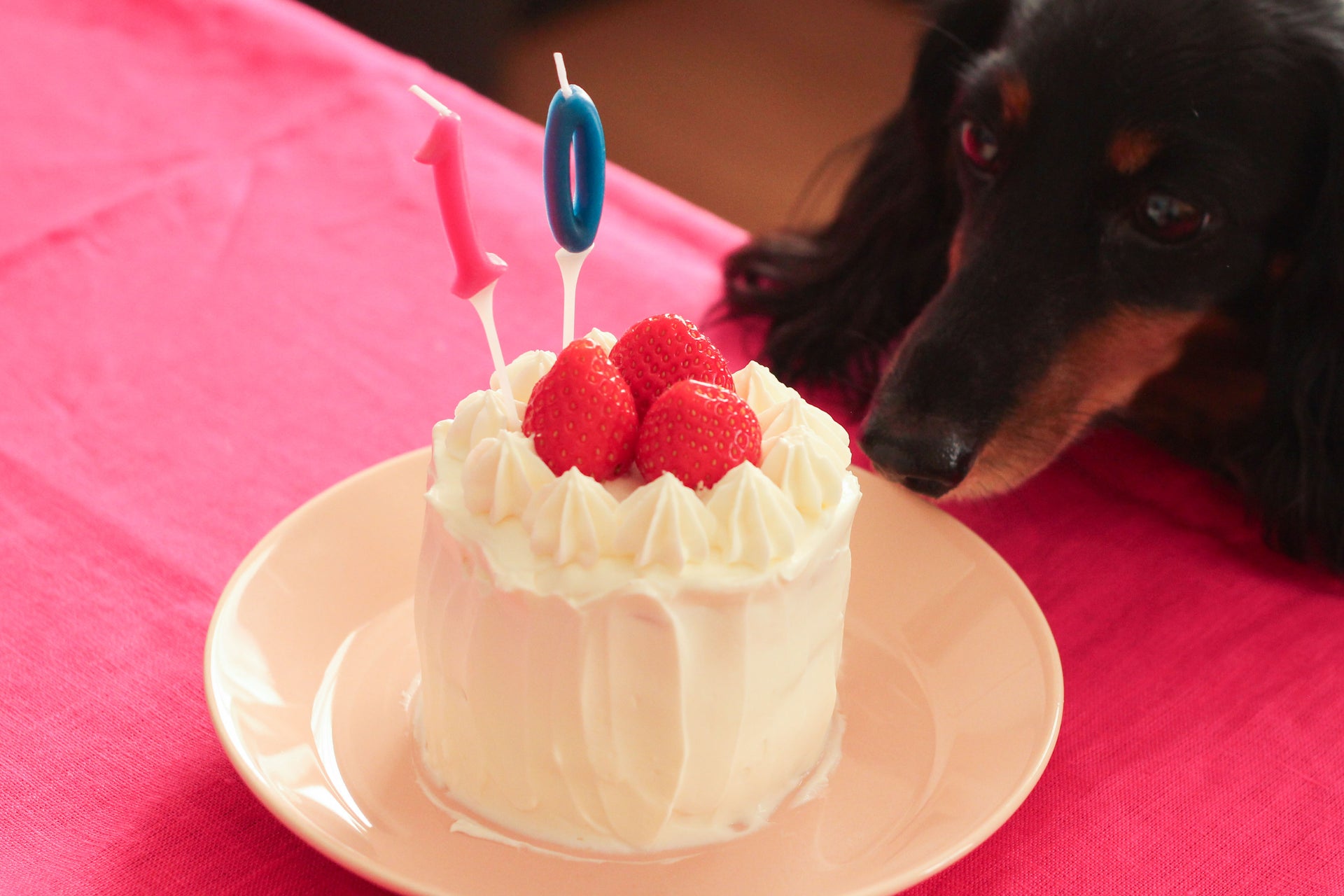 基本からアレンジまで！思わずつくりたくなる「犬 ケーキ ヨーグルト」のレシピ集クックパッド