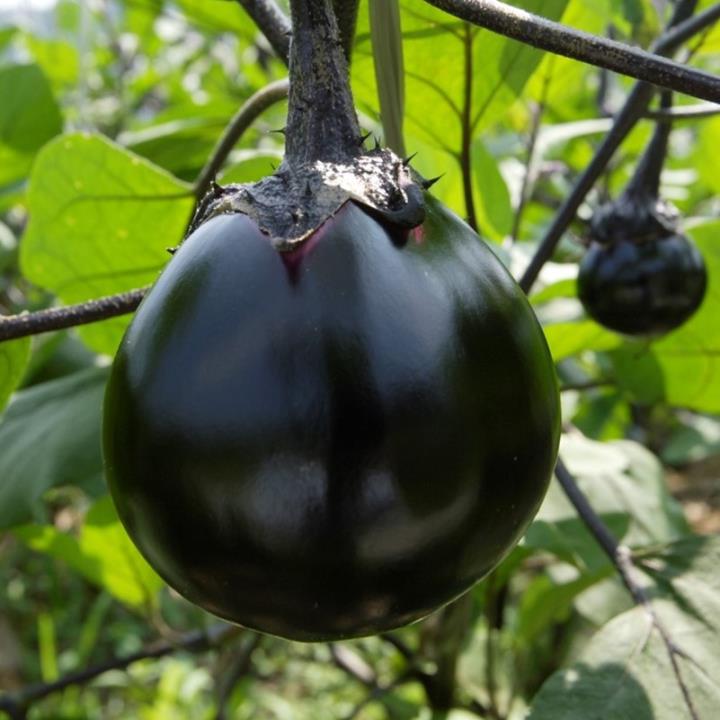 茄子 ナス- サン・フレッシュ グループ Sun Fresh -青果物フレッシュジュース販売