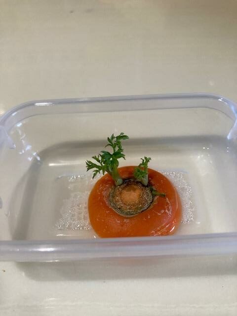 カットした野菜からまた野菜が！「リボベジ リボーンベジタブル 」は自由研究にもおすすめ あそび作家 工作アーティストに教わるHugKum はぐくむ