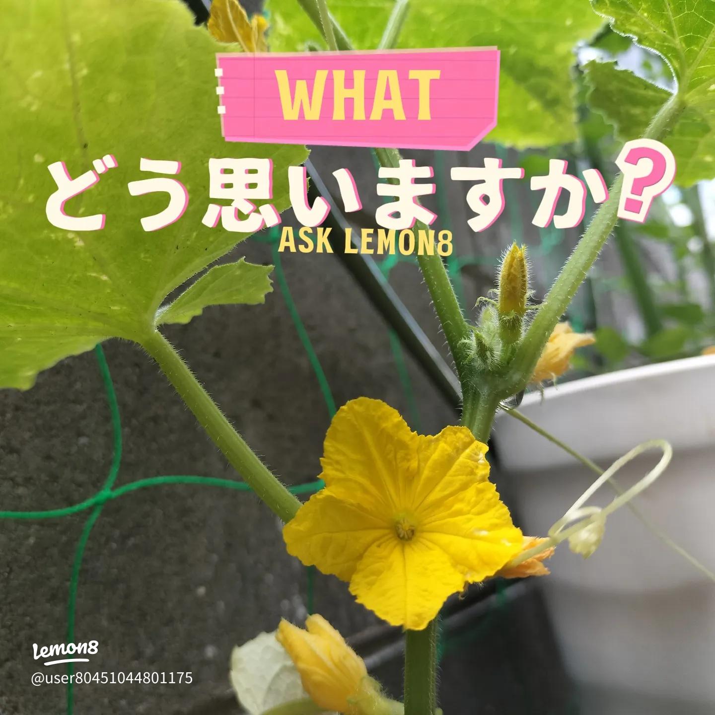 きゅうり 花がつかない！？雄しべばかりつく！？原因はこれです