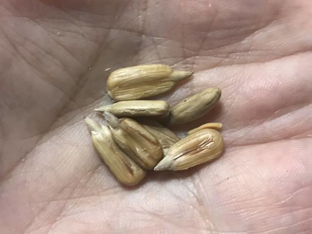 業務スーパーの『ひまわりの種 クルミ風味』は地味うまタイプの香ばし甘おやつmitok ミトク