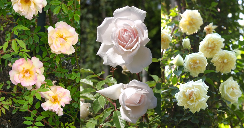 ローズティーは水出しでも美味しい！ローズアイスティーで夏を乗り切るローズガーデンサロン