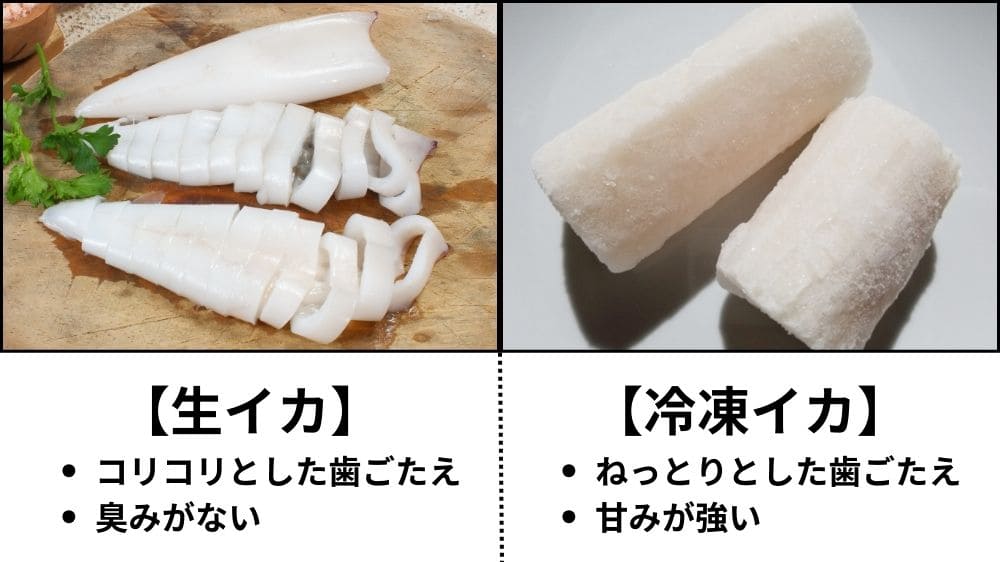 イカ・タコとはどういう生き物なのか？不思議の国のイカとタコ豊海おさかなミュージアム