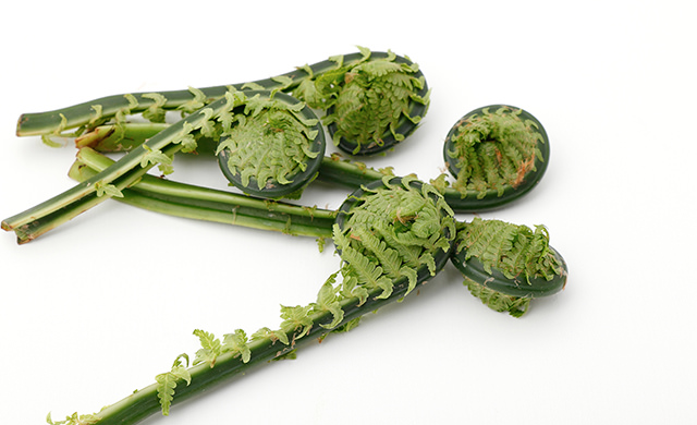 🌱春の山菜定食🌿 季節限定☺️ 是非ご賞味あれ〜春の山菜定食こごみタラの芽山うどいらコシアブラうとぶきぜんまいわらび山菜の天ぷら卵とじ山菜汁 などなど