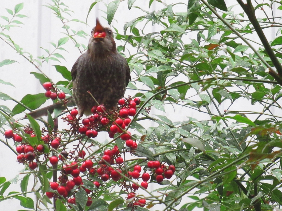 南天の実を飲み込む瞬間のヒヨドリの写真・画像素材-Snapmart スナップマート