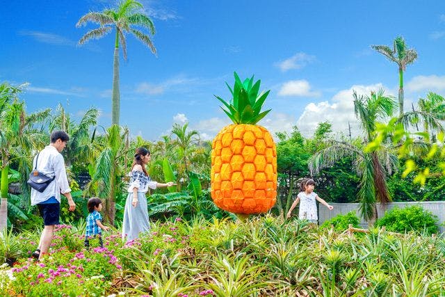 沖縄のパイナップル 写真素材6213346- フォトライブラリ