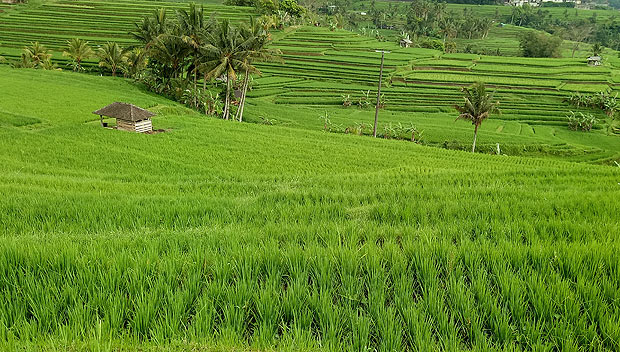 バリ島の人気スポット！ ライステラスが一望できるレストラントラベルマガジン