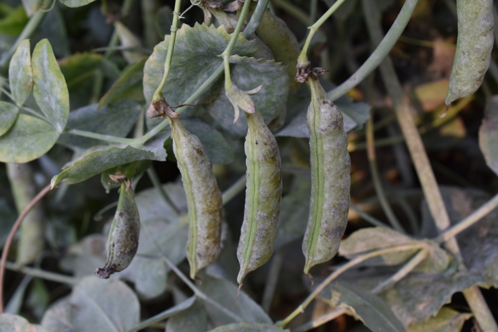 グリーンピースって何の豆？さやえんどう・スナップエンドウとの違いと和歌山との関係性について解説 福BUKURO