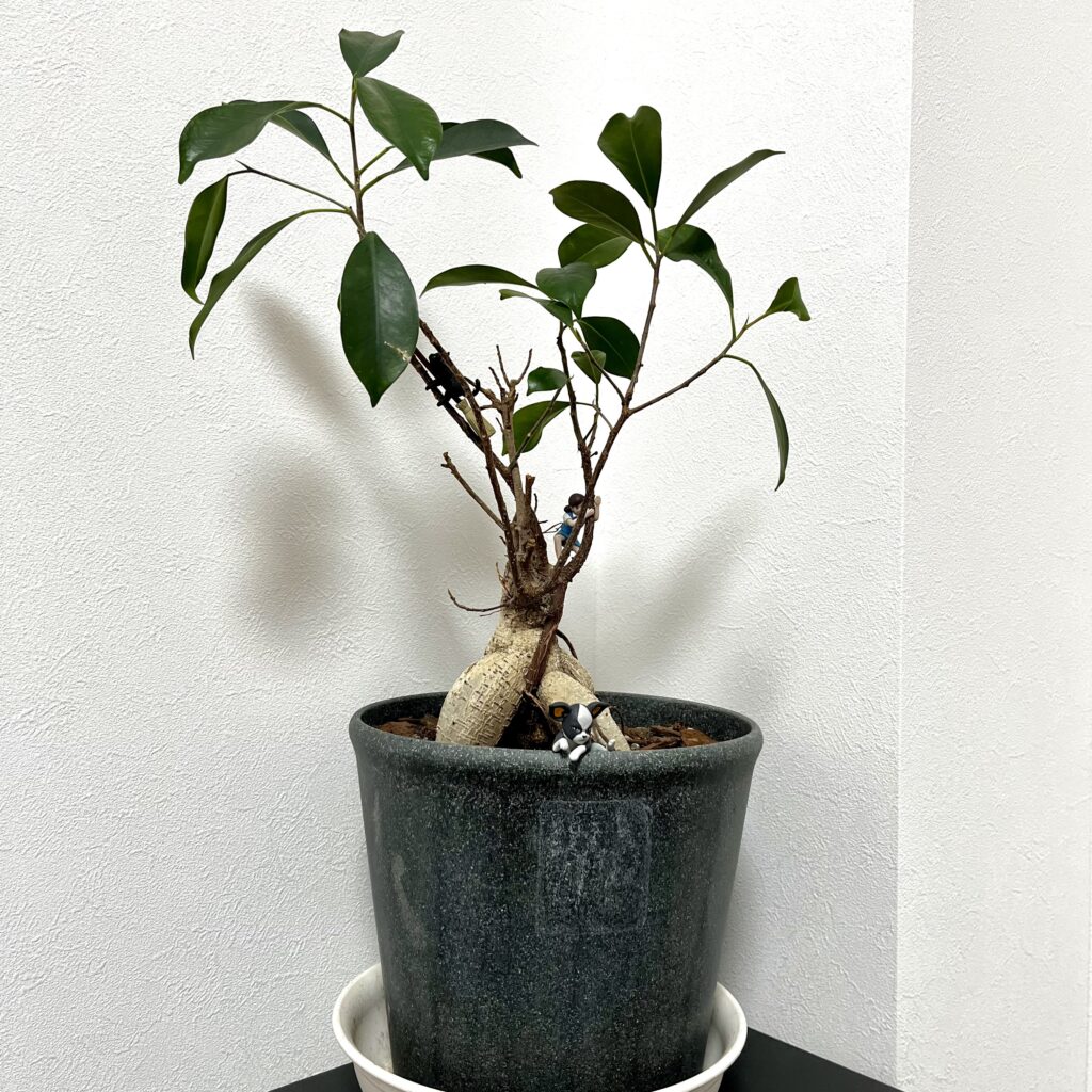 ガジュマルの実幼い頃食べたような記憶 「今日の庭」のアルバム-みんなの趣味の園芸1598386