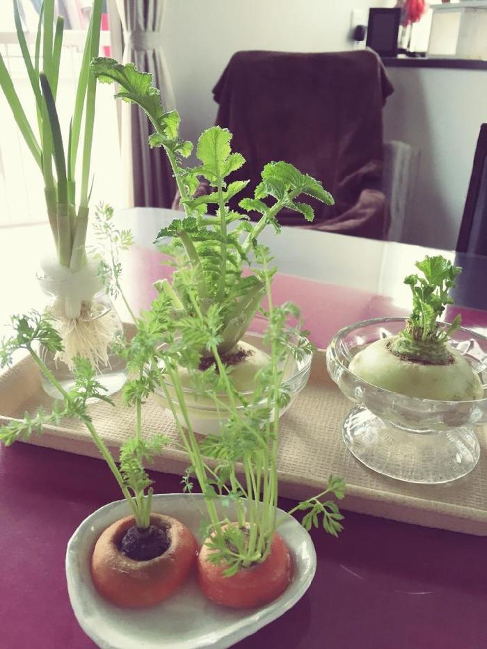 リボベジを楽しむ！ ニョキニョキニンジン！ – おうちde縁活