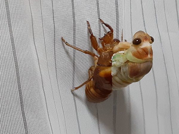 セミの羽化東京・多摩丘陵 : 道草ネイチャーウォッチング